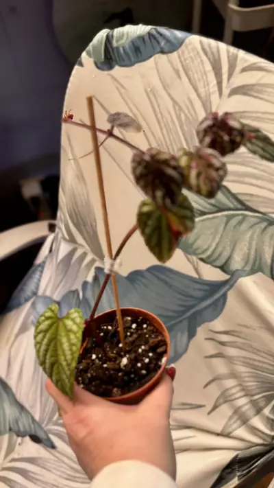 plant/Begonia Cissus Discolor-2-thumbnail