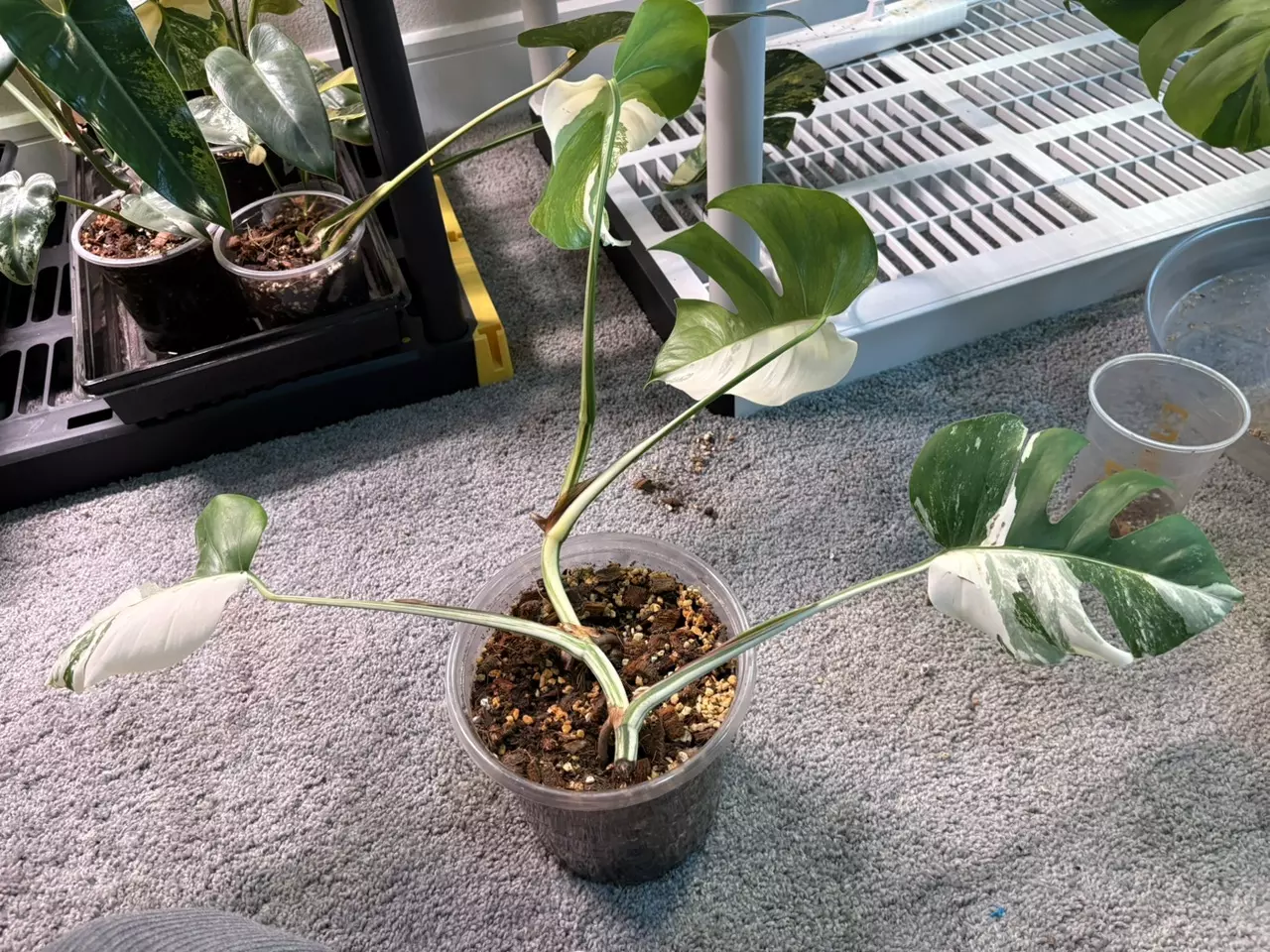 plant/Monstera Albo-0