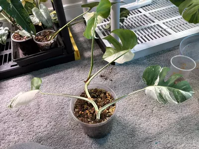 plant/Monstera Albo-0-thumbnail