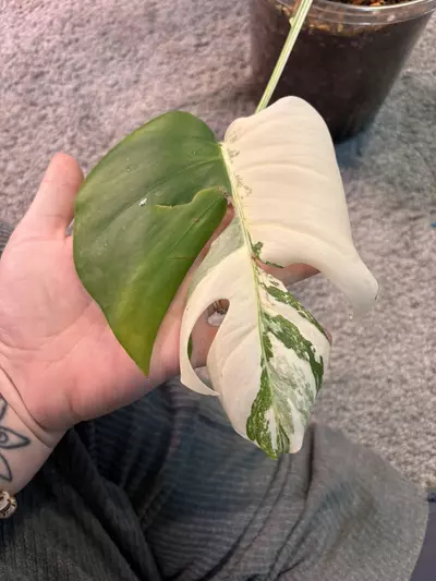 plant/Monstera Albo-2-thumbnail