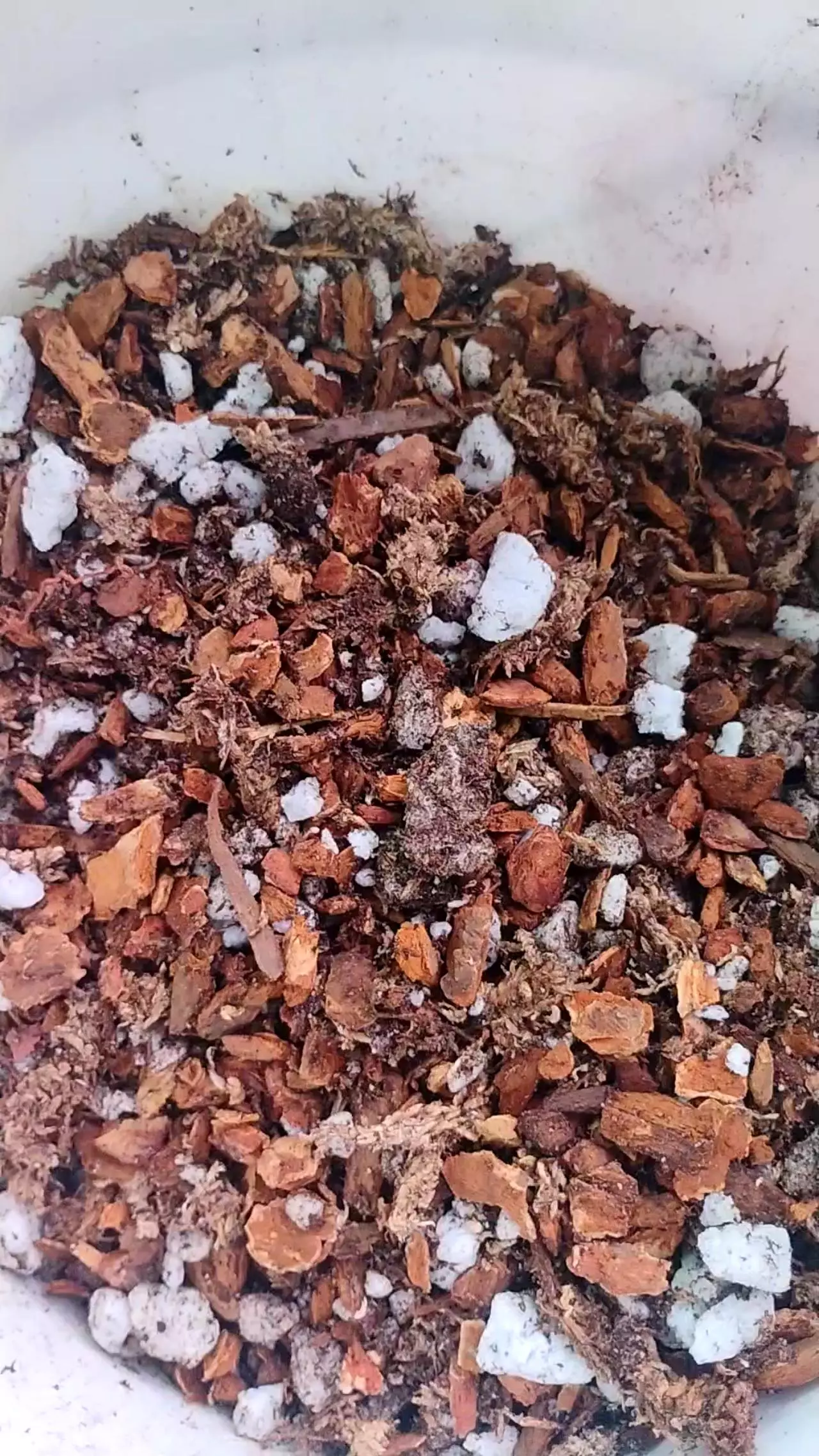 plant/Beautiful aroid mix. 1 lbs-0