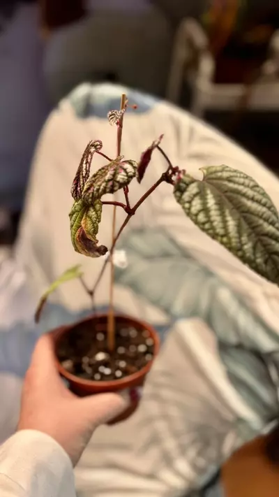 plant/Begonia Cissus Discolor-2-thumbnail