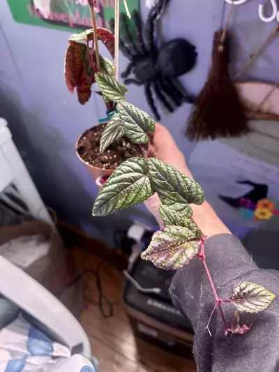 plant/3 begonia cissus discolor plants in one pot-2-thumbnail