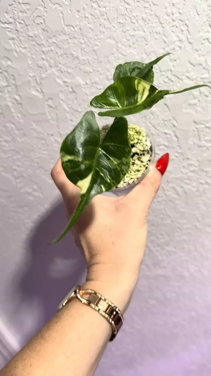 plant/Alocasia Stingray Aurea pup-1