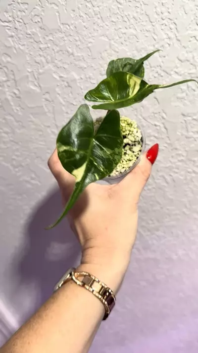 plant/Alocasia Stingray Aurea pup-1-thumbnail