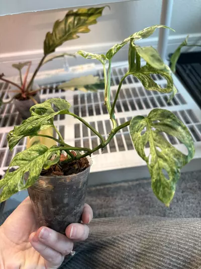 plant/Monstera laniata mottled-1-thumbnail