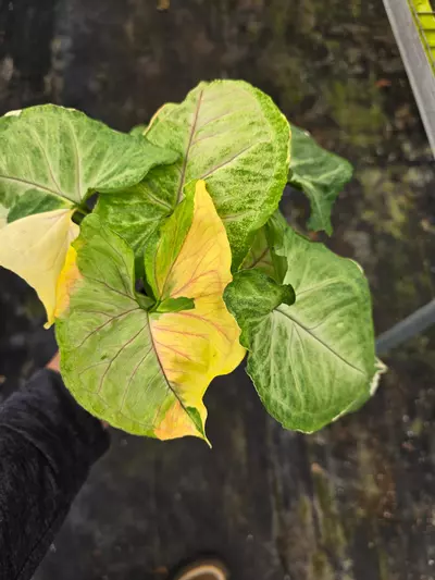 plant/Syngonium orm thong 4in GC-0-thumbnail