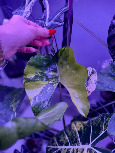 plant/Alocasia Stingray Aurea pup-2-thumbnail