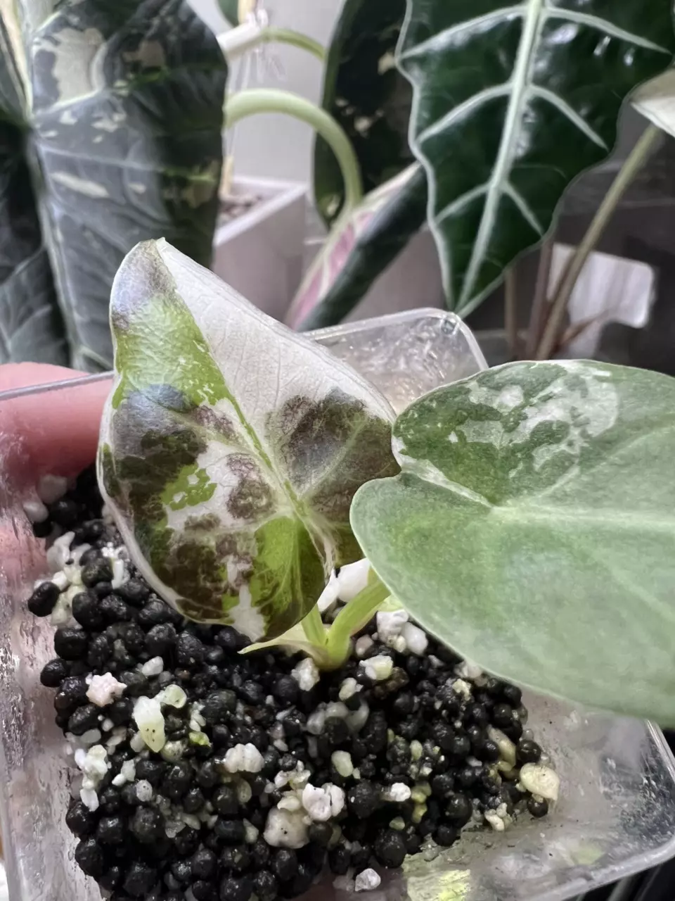 plant/Regal shield albo-2