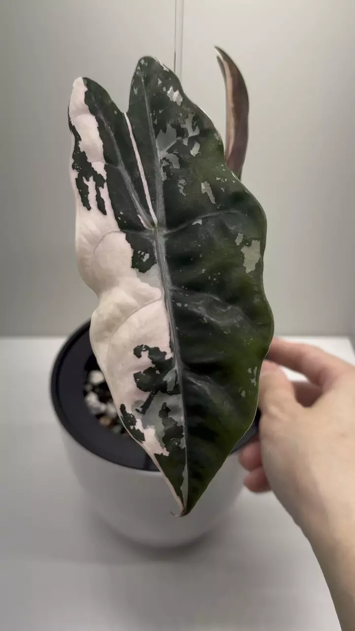 plant/Alocasia Pink Chantrieri Variegated-1