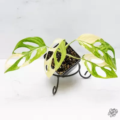 plant/Monstera Adansonii Albo Variegated (Large Form) *Grower's Choice*-0-thumbnail
