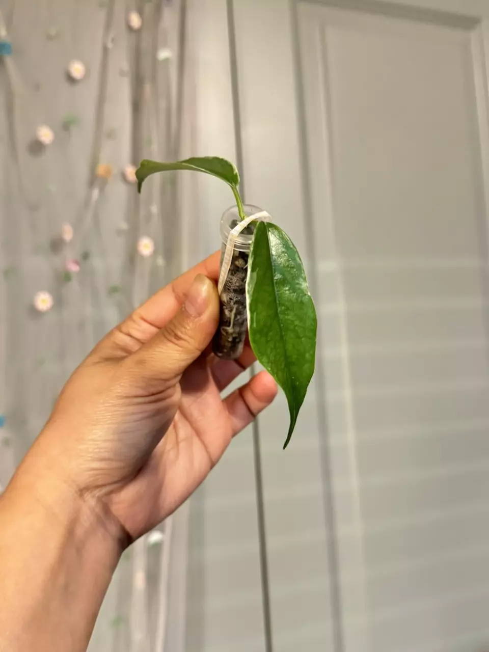 plant/Hoya Buotii Albomarginata (rooted)-2