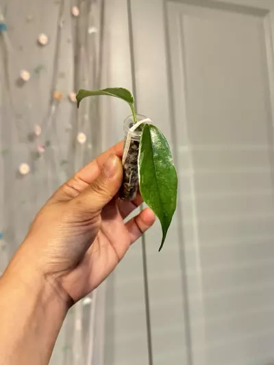 plant/Hoya Buotii Albomarginata (rooted)-2-thumbnail