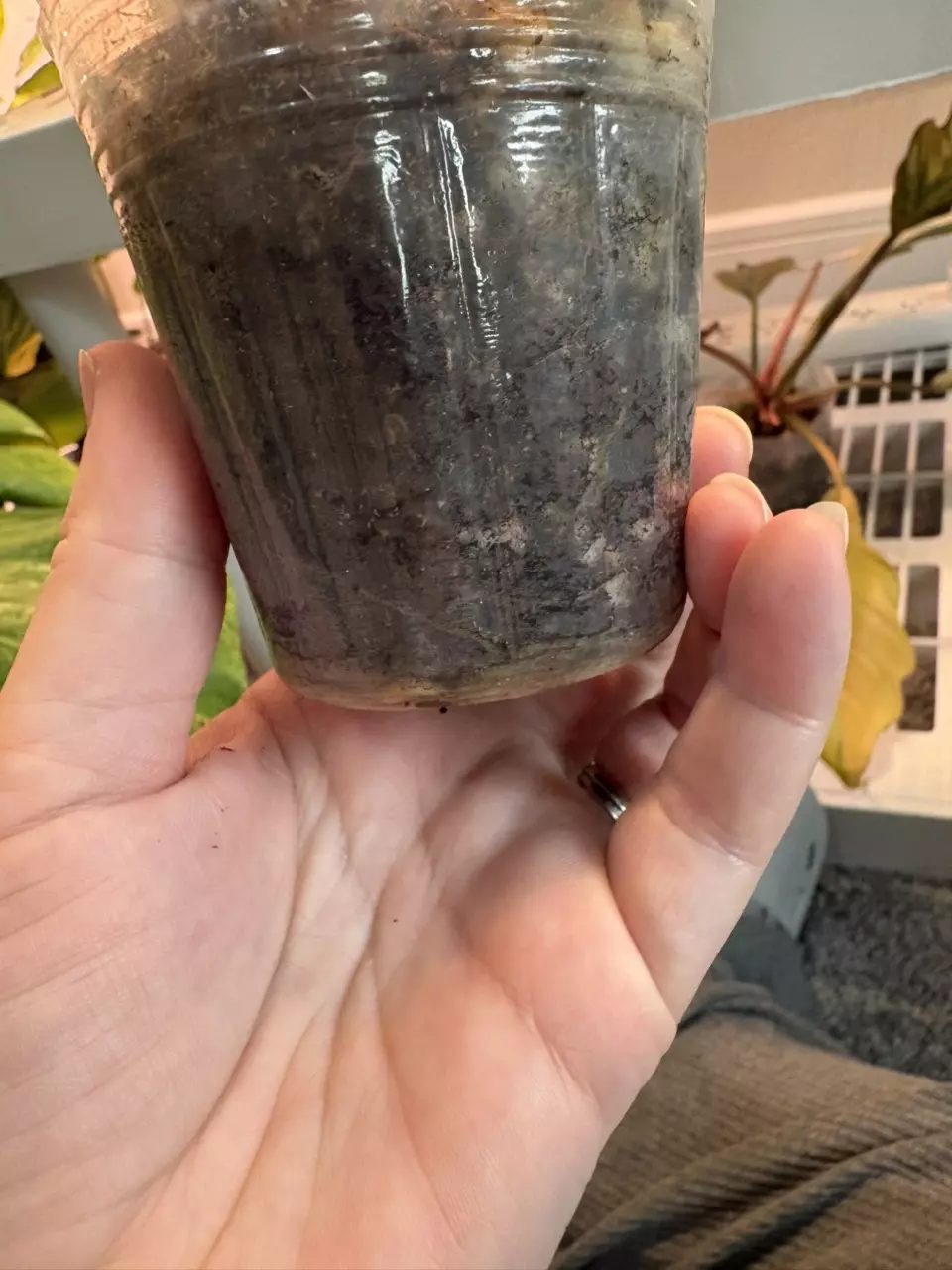 plant/Monstera laniata mottled-2