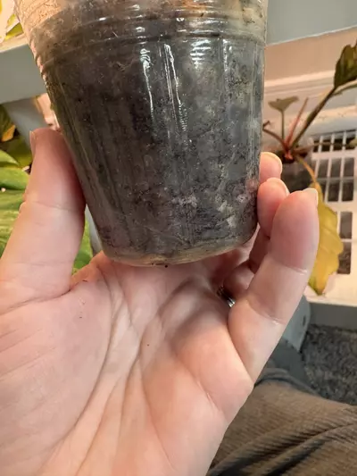 plant/Monstera laniata mottled-2-thumbnail