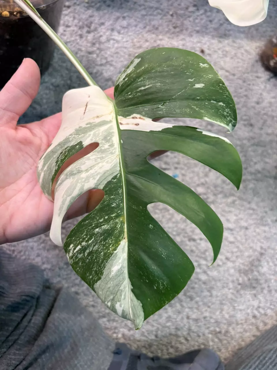 plant/Monstera Albo-1