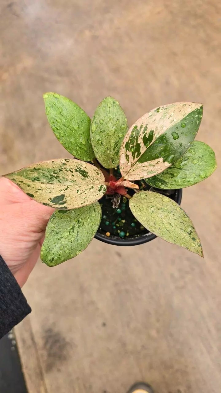 plant/Philodendron Congo Mint-0