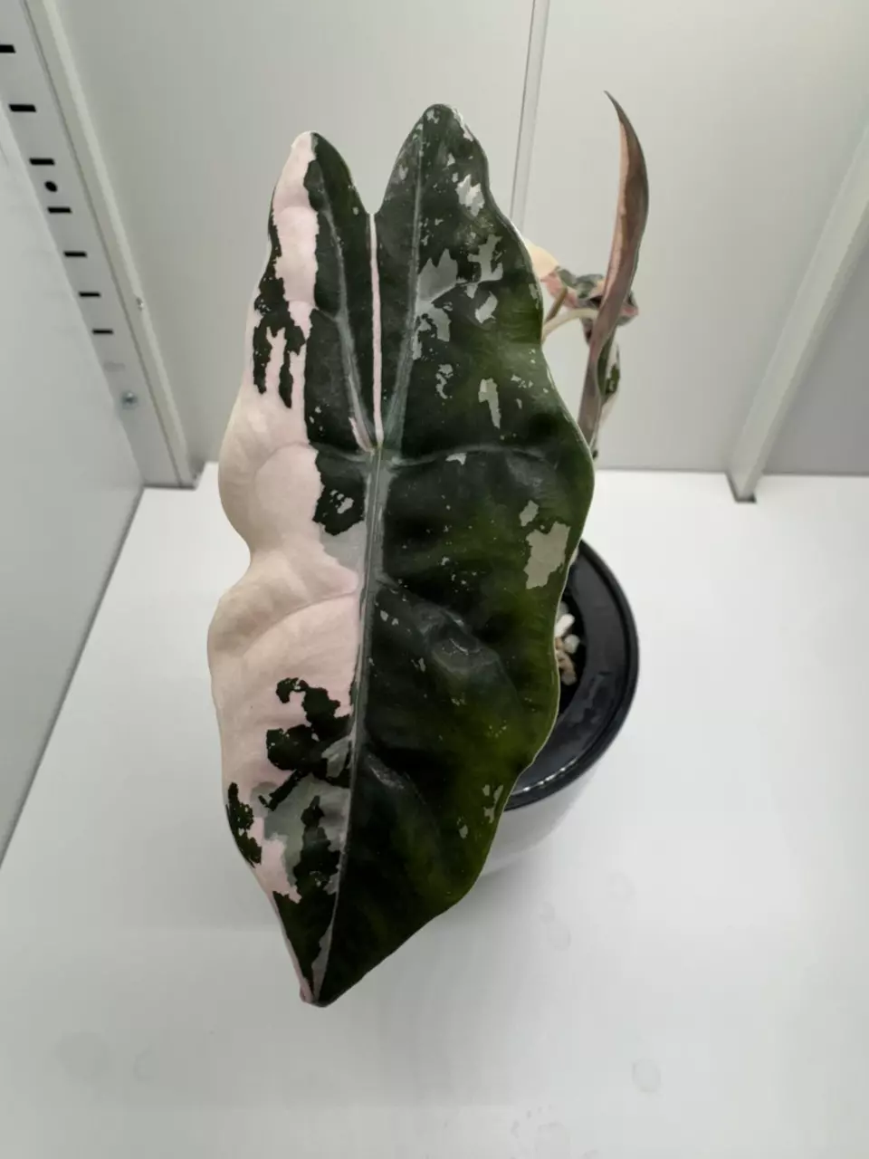 plant/Alocasia Pink Chantrieri Variegated-0