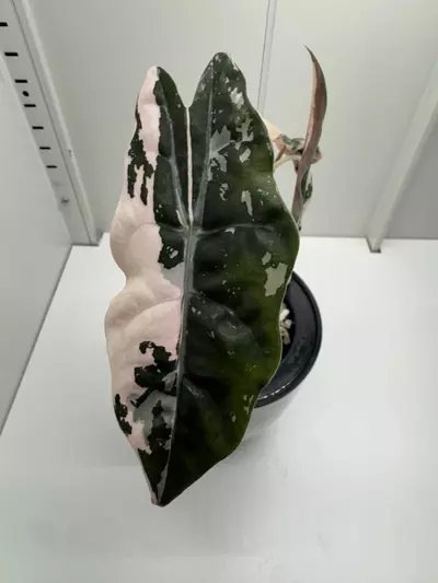 plant/Alocasia Pink Chantrieri Variegated-0-thumbnail