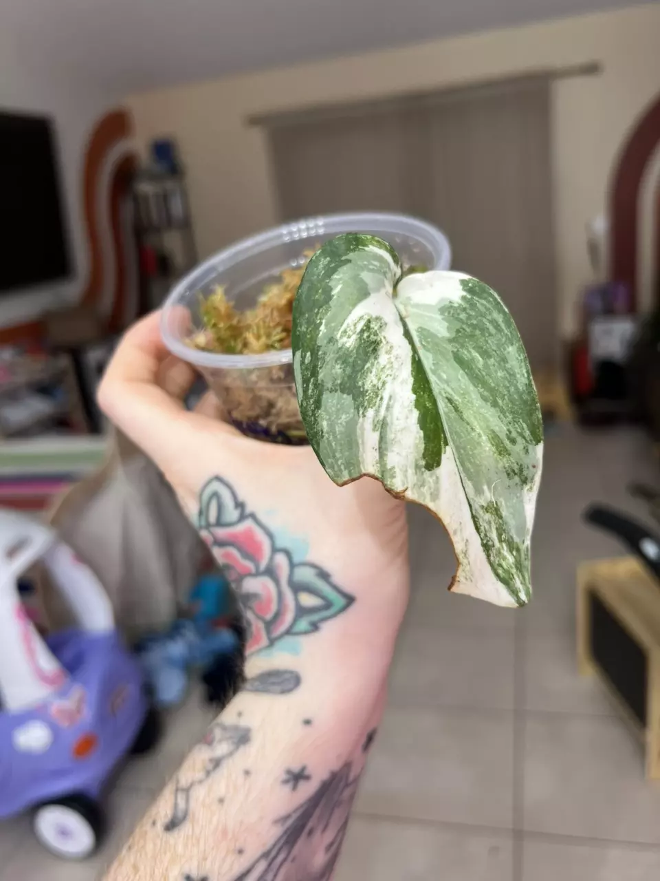 plant/Exotica Albo, Platinum tricolor, dark form tricolor, black dragon & parahyangan-0