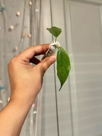 plant/Hoya Buotii Albomarginata (rooted)-1-thumbnail