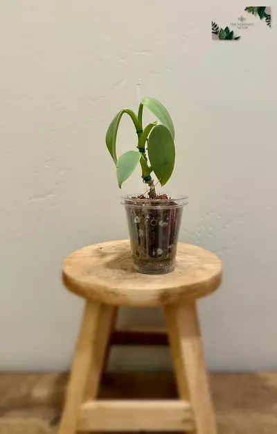 plant/Philodendron ‘Silver Sword’ | Climbing Philodendron Hastatum-2-thumbnail