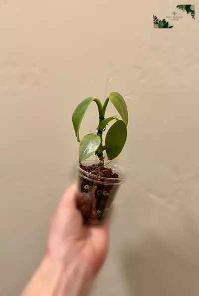 plant/Philodendron ‘Silver Sword’ | Climbing Philodendron Hastatum-3-thumbnail