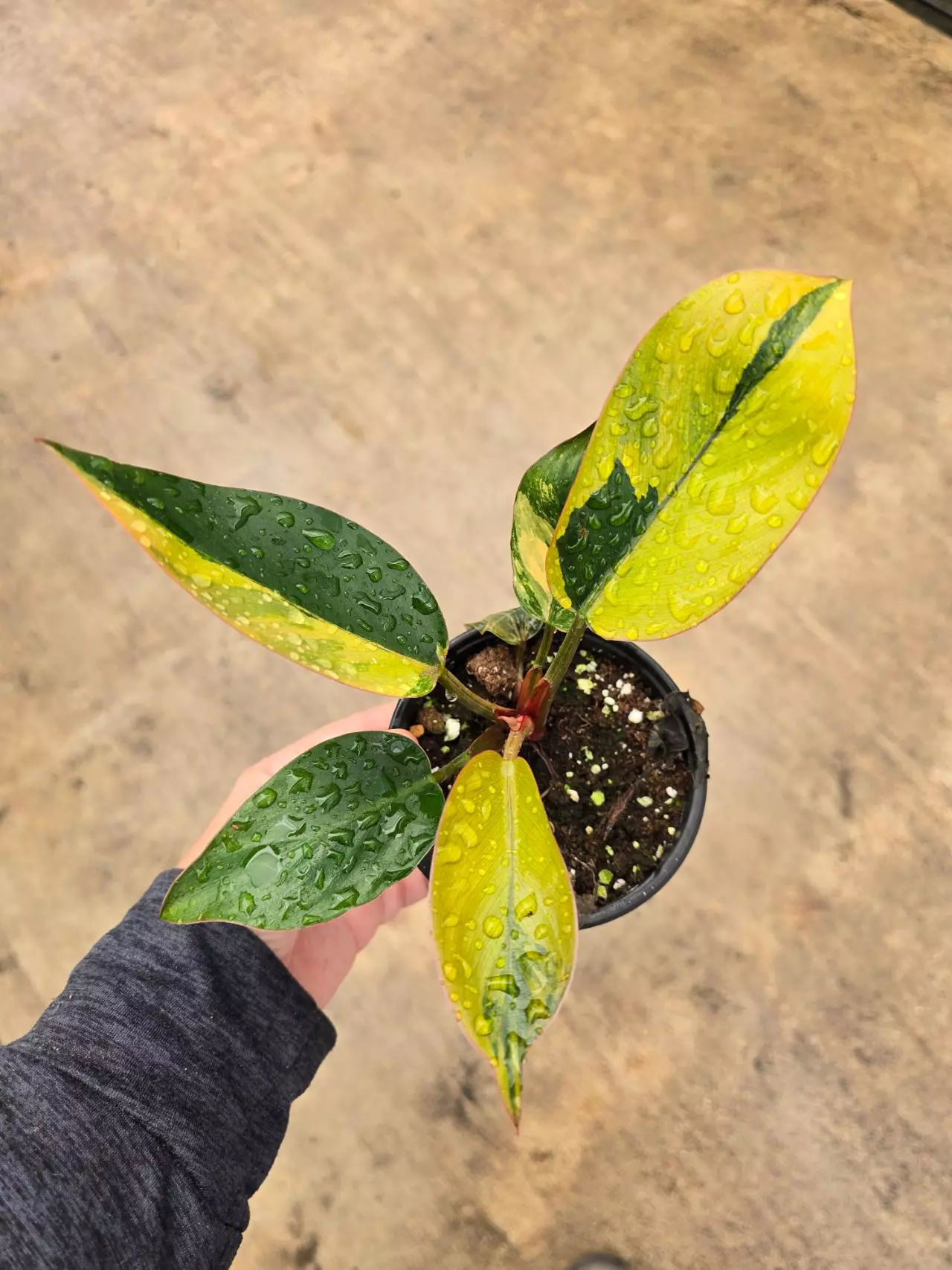 plant/Philodendron Red Congo Variegated 4in GC-0