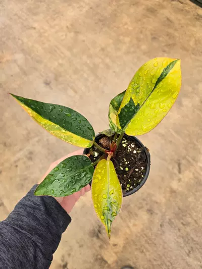 plant/Philodendron Red Congo Variegated 4in GC-0-thumbnail