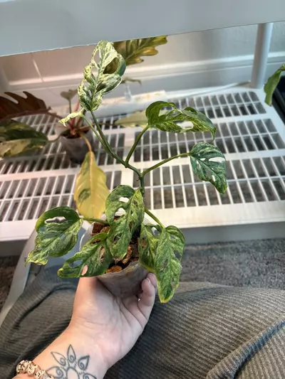 plant/Monstera laniata mottled-0-thumbnail