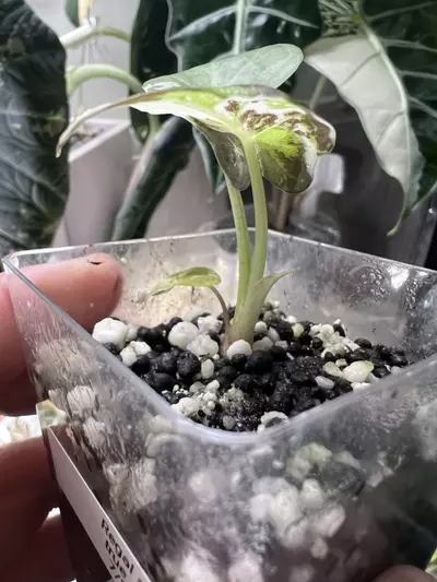 plant/Regal shield albo-1-thumbnail