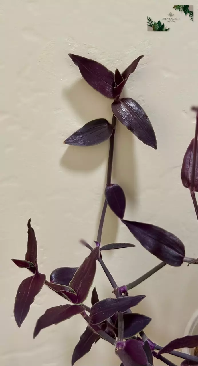 plant/Tradescantia ‘Jose Puig’ | Rare Gibasis | 5” Gothic House Plant-1