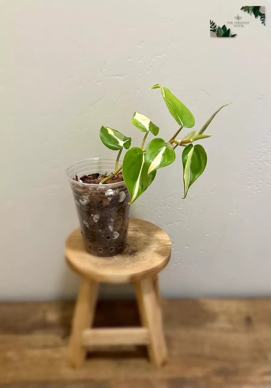 plant/Philodendron ‘Silver Stripe’ | Variegated Heartleaf Philodendron hederaceum | 4”-0