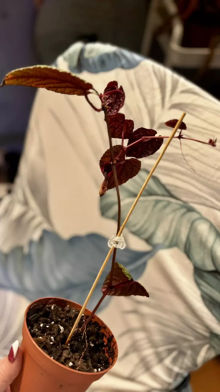 plant/Begonia Cissus Discolor-1