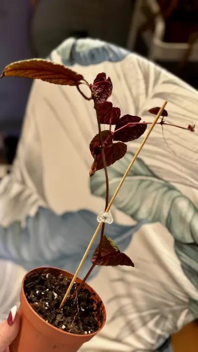 plant/Begonia Cissus Discolor-1-thumbnail