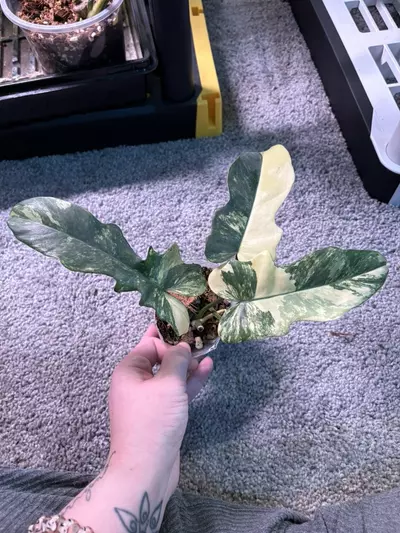 plant/Florida x Mayoi-0-thumbnail