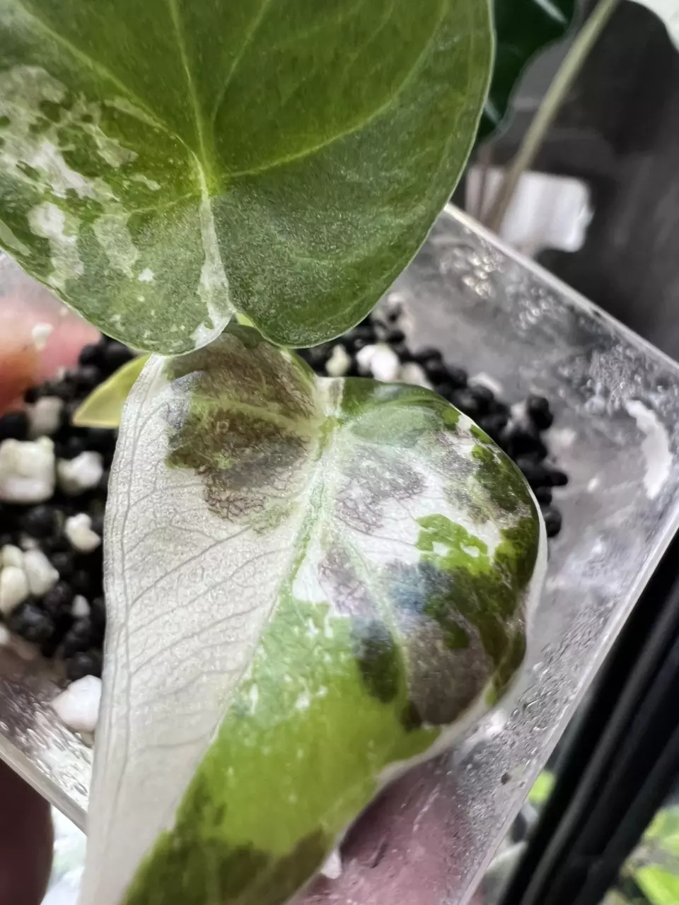 plant/Regal shield albo-0