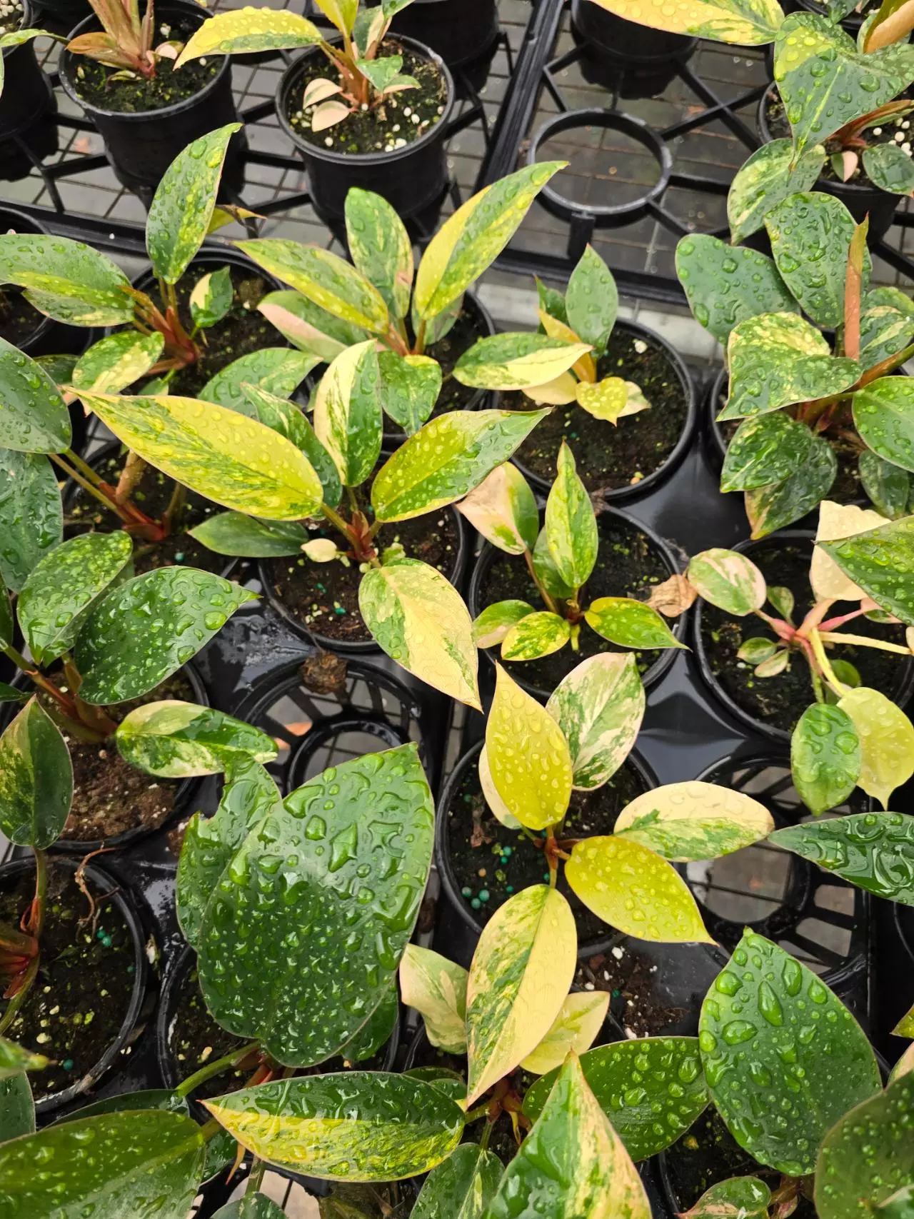 plant/Philodendron Red Congo Variegated 4in GC-1