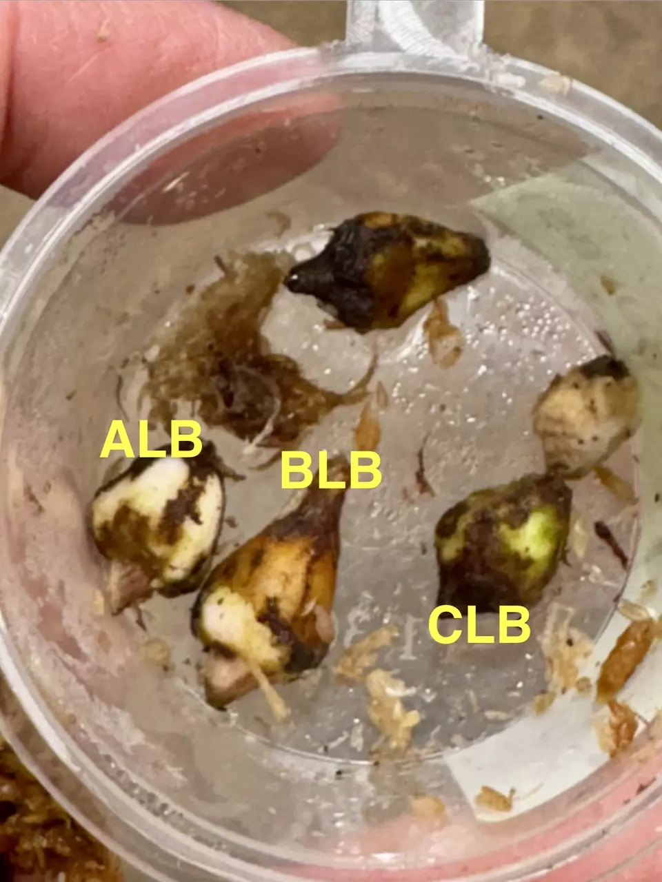 plant/BLB - Lemon Mint Batwing Longilobia Corm-0