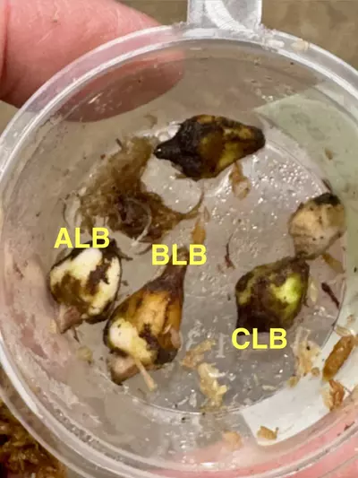 plant/BLB - Lemon Mint Batwing Longilobia Corm-0-thumbnail