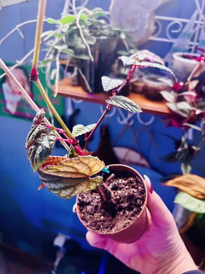 plant/3 begonia cissus discolor plants in one pot-1-thumbnail