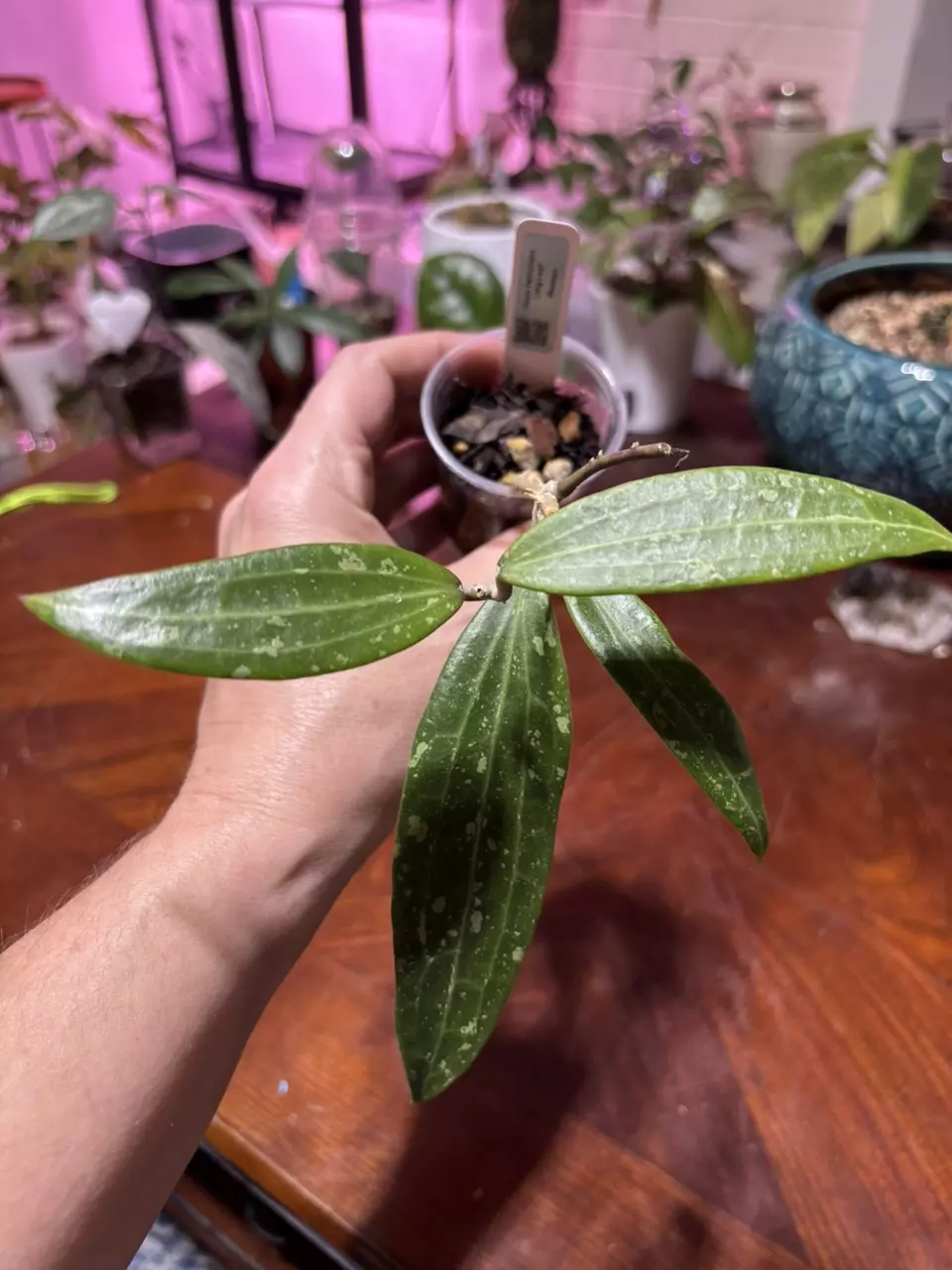 plant/#274 Hoya Verticillata Long Leaf. Rooted in TFF-0