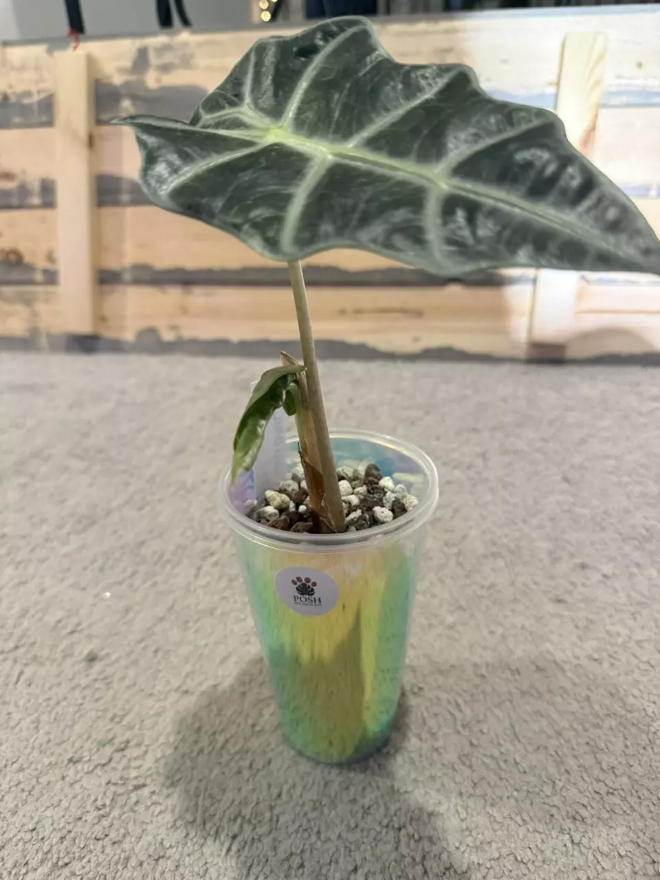 plant/Alocasia sanderiana Bull (pink Reverted )-0