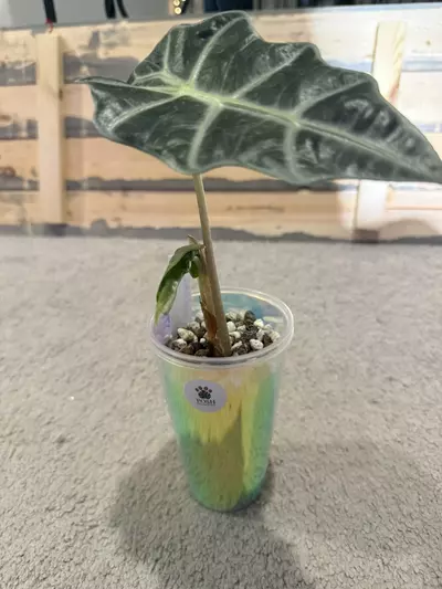 plant/Alocasia sanderiana Bull (pink Reverted )-0-thumbnail