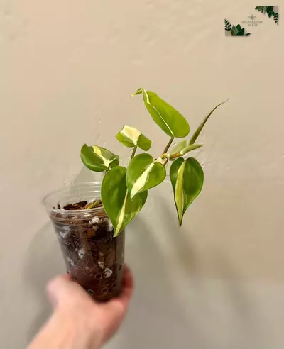 plant/Philodendron ‘Silver Stripe’ | Variegated Heartleaf Philodendron hederaceum | 4”-2-thumbnail