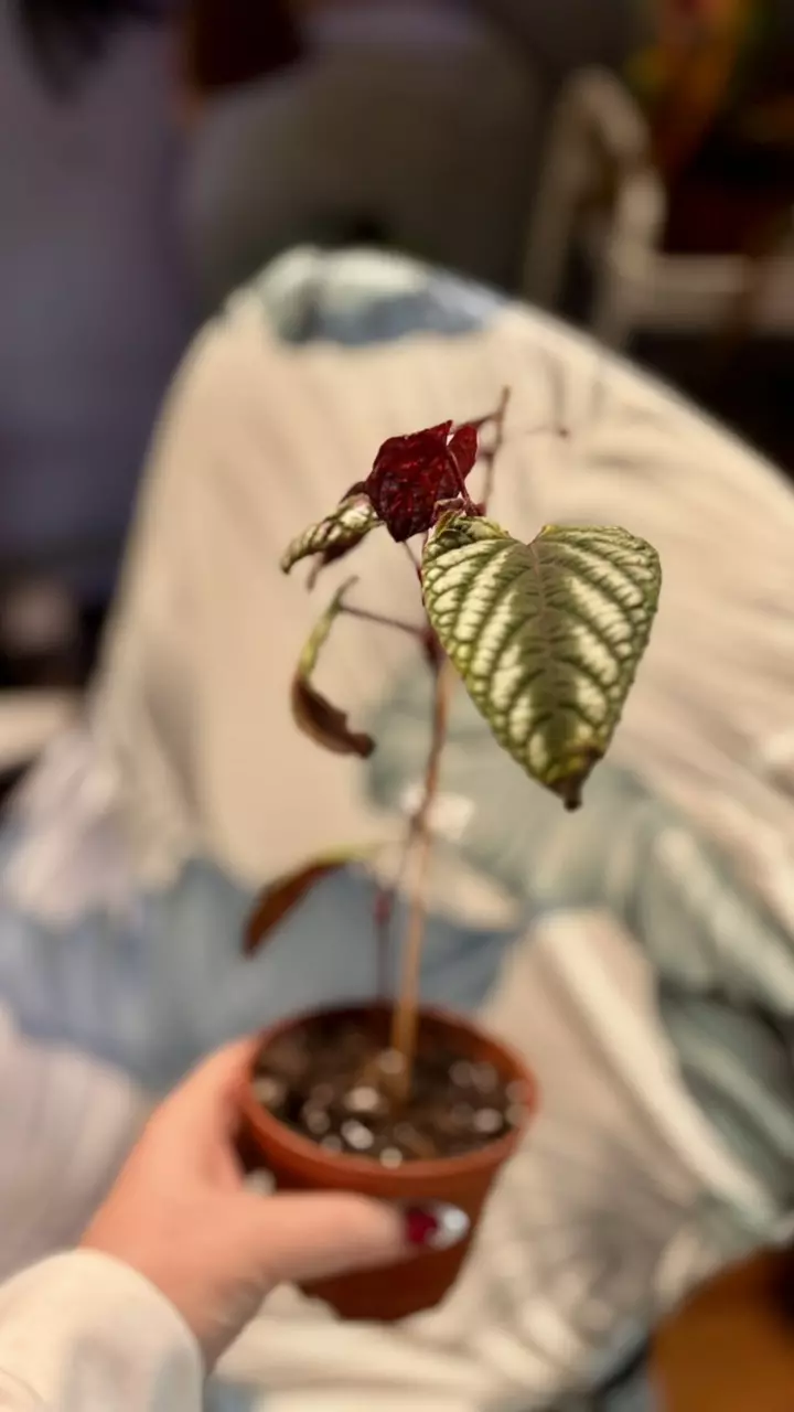 plant/Begonia Cissus Discolor-3