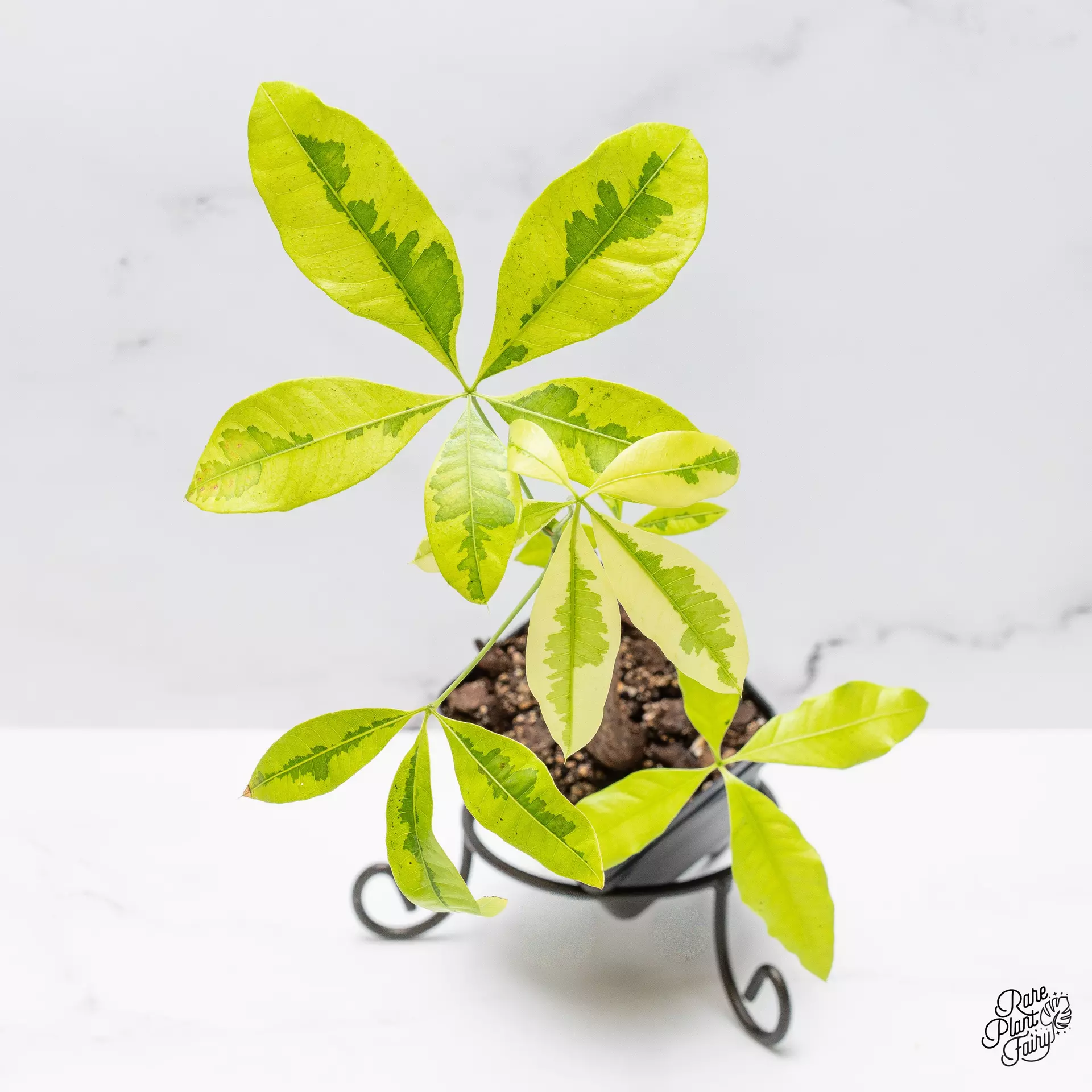 plant/Pachira Glabra (Money Tree) aurea variegated *Grower's Choice*-0
