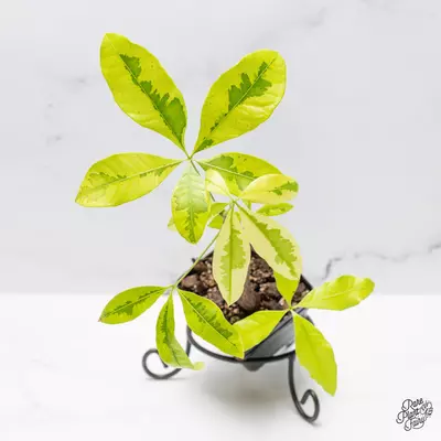 plant/Pachira Glabra (Money Tree) aurea variegated *Grower's Choice*-0-thumbnail
