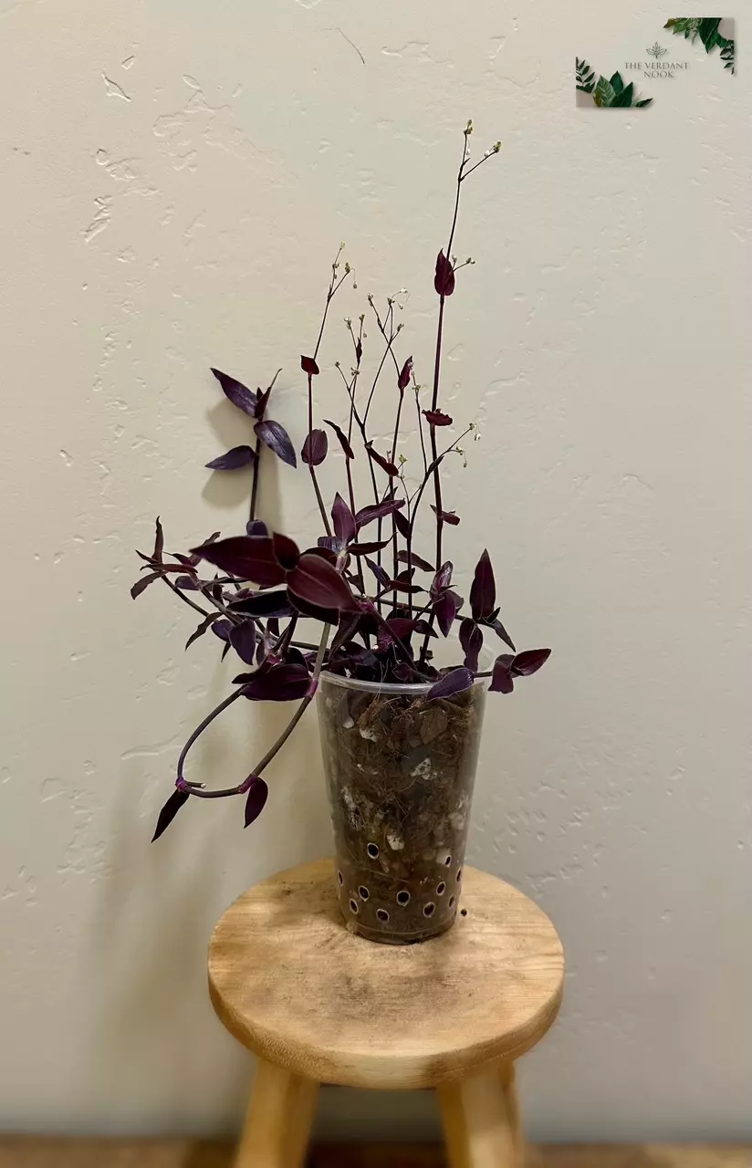 plant/Tradescantia ‘Jose Puig’ | Rare Gibasis | 5” Gothic House Plant-3