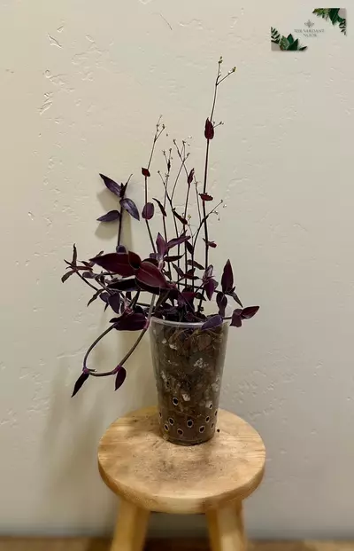 plant/Tradescantia ‘Jose Puig’ | Rare Gibasis | 5” Gothic House Plant-3-thumbnail